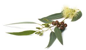 Eucalyptus for respiratory health