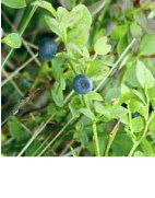 bilberry benefits